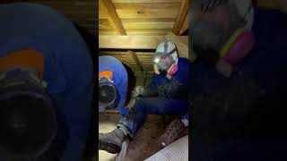 Rodent Infestation Services: Clearing Soiled Attic Insulation | Cleaning Rat & Mice Droppings