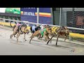 Greyhound Track Race season 2024 Fainal The  heat of the Kings &amp; Queens #greyhounddog #doglover #dog