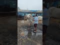 #simha #rkbulls #dheera #dvrbulls #krbrbulls #dudda #raitheraju #prabhas #trend #love #shots #viral