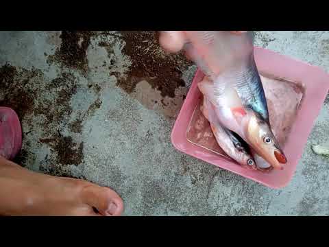 Ikan lais hasil mancing pakai umpan jangkrik .