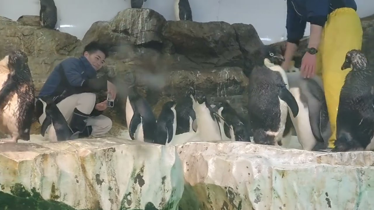 26 Feb 2026 Emperor penguin at Adventure world, Japan - YouTube