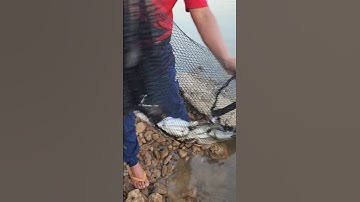 Câu cá mương ở Đập tràn Trại Ngựa #fishing #cauca