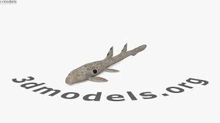 Epaulette Shark 3D model by 3DModels.org