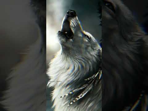 Just Like Animals Maroon 5 Wolf Power Inspiration 