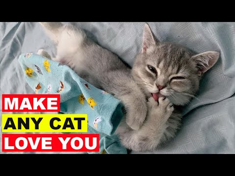 How To Make A Cat Like You