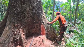 Expensive Tree..!! dark red mahogany tree felling  stihl ms 881