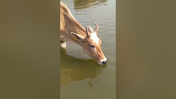 thirsty cow drinking water #village #cute #shortvideos #cow #animals #cuteness #shorts #short