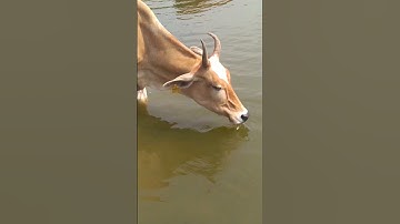 Thumbnail of thirsty cow drinking water #village #cute #shortvideos #cow #animals #cuteness #shorts #short
