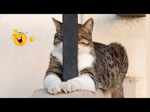Laugh Till You Cry 😹🐶 | Ultimate Funny Cats 2026