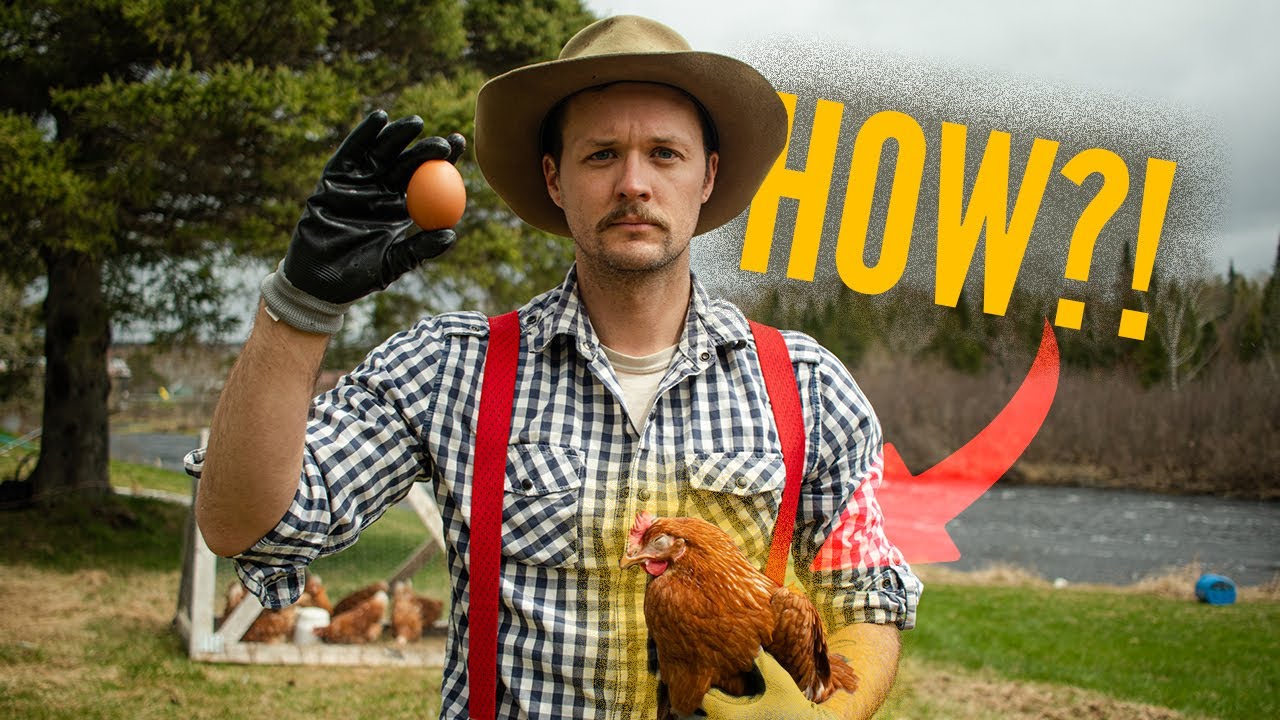 How to Raise Backyard Chickens from Hatching eggs to Laying Eggs