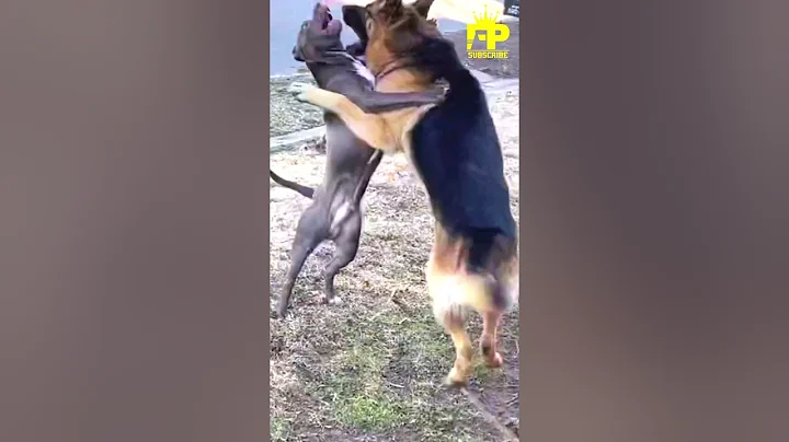 Which Breed Will Prevail: German Shepherd Or Pitbull? #factspick #pitbull