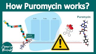 Puromycin | Mechanism of action | Where does puromycin bind in the ribosome? | How puromycin works?