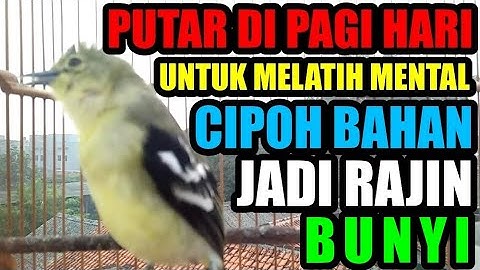 Putar di Pagi Hari : Cara Untuk Melatih Mental Cipoh / Sirtu Bahan Bakalan
