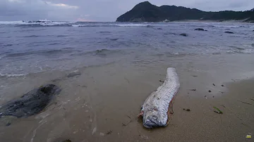 Giant Sea Serpent, the Enigma of the Deep-Sea Creature | 4K Wildlife Documentary
