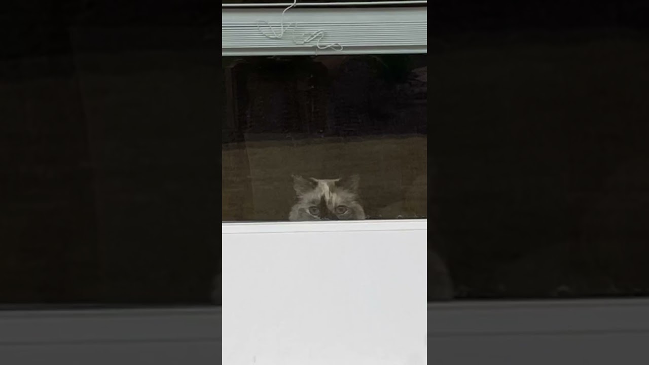 My Cat Sees Everything YouTube