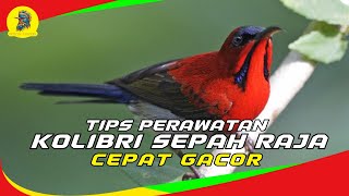 Tips Perawatan Harian KOLIBRI Sepah Raja