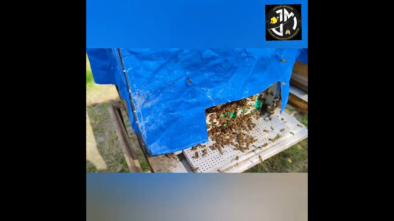 تربية وانتاج الذكور قبل تربية وانتاج الملكات