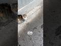 Teaching a stray kitty how to search in a Vim buffer #vim #nvim #neovim