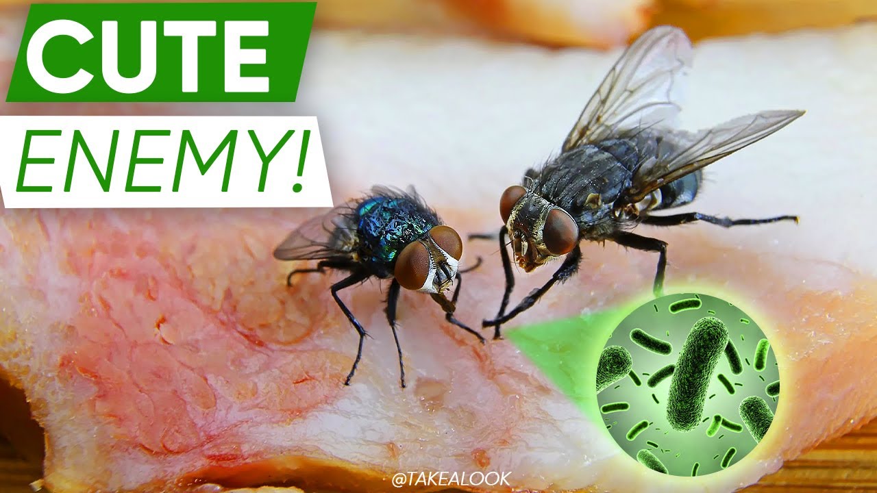 HOW FLIES SPREAD GERMS FLIES SPREAD DISEASE YouTube