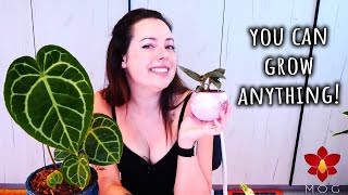 If you can grow Orchids you can grow Rare Houseplants! - Orchid Care for Beginners