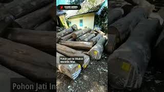 TAHUKAH KALIAN‼️Ternyata Jati Terbesar Di Indonesia Usianya Lebih Dari 300 Tahun Lho 😱 #mebel #jati