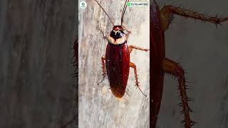 ✅একবার ব্যবহারেই তেলাপোকার আতঙ্ক শেষ 😍 আজকের জন্য ফ্রি ডেলিভারি