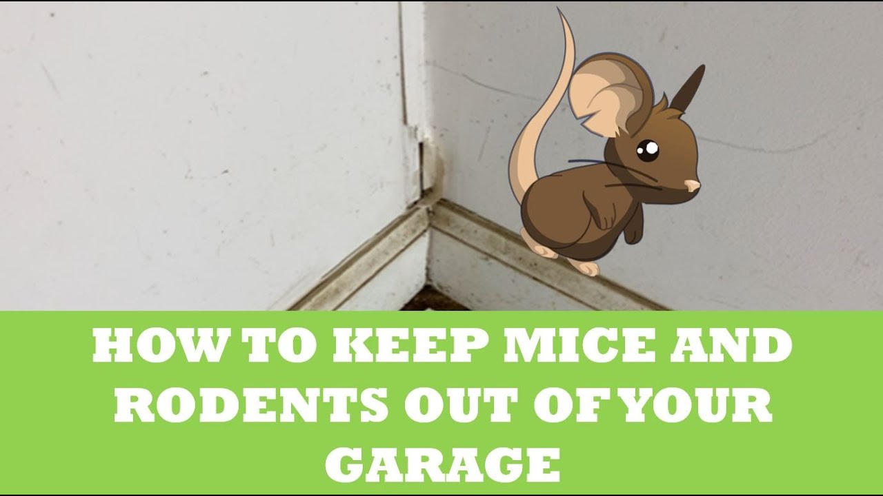 How to Keep Mice and Rodents Out of Your Garage YouTube