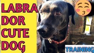 Labra Dog Training Video Labra Dog Eating Foodviral Tiktok-Cute Dogs Prank
