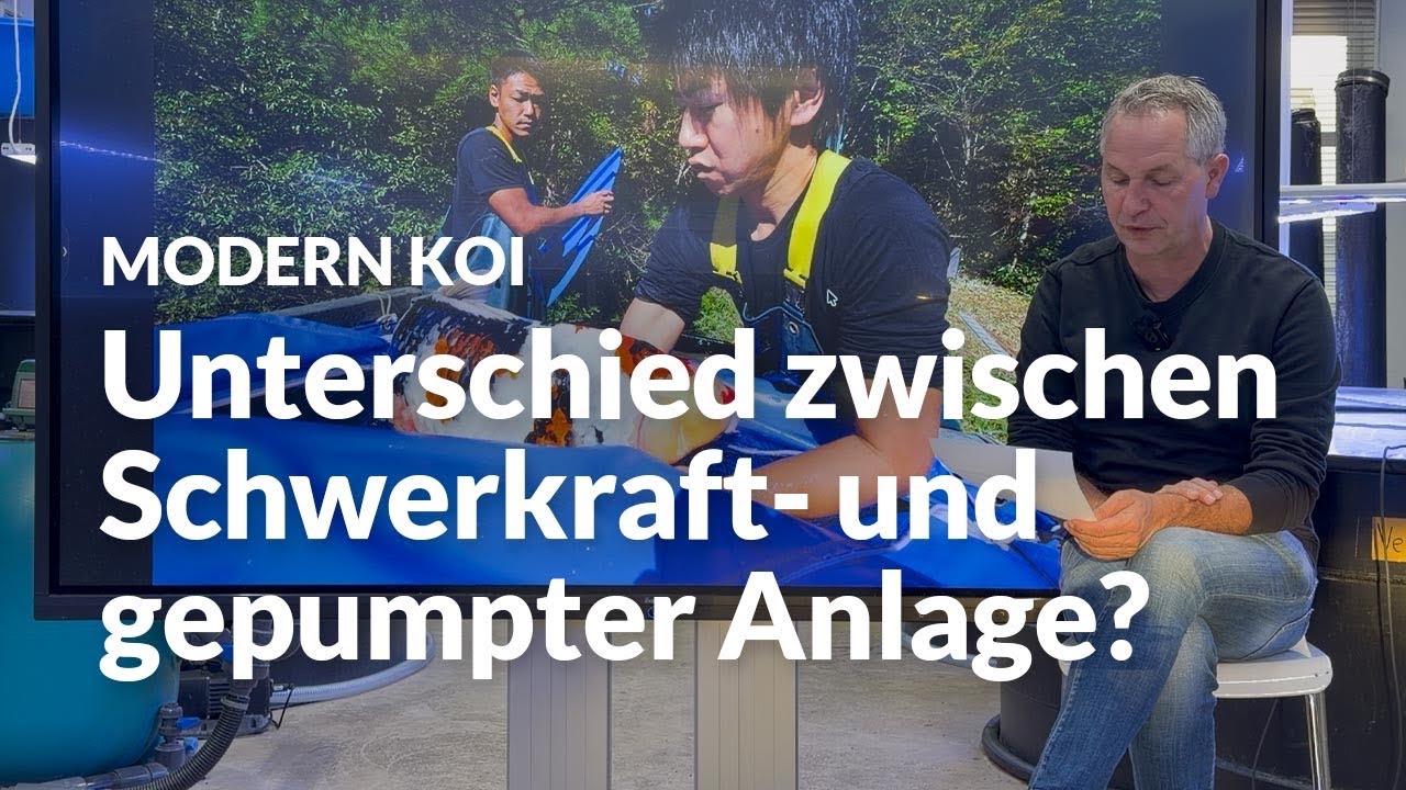 Etwas zum Thema UV Bestrahlung und Algenblüte | Modern Koi Blog #8084