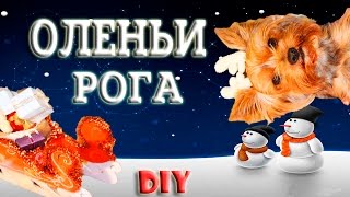НОВОГОДНИЙ КОСТЮМ ОЛЕНЯ ДЛЯ СОБАКИ 🦌 КАК ИЗ СОБАКИ СДЕЛАТЬ ОЛЕНЯ НОВОГОДНИЙ КОСТЮМ ОЛЕНЯ ДЛЯ СОБАКИ 🦌 КАК ИЗ СОБАКИ СДЕЛАТЬ ОЛЕНЯ