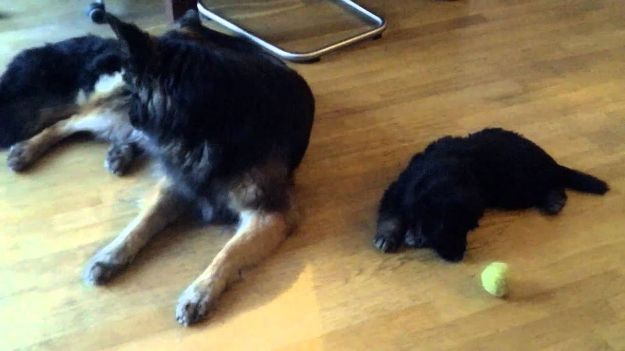 Oudduitse herder pups Caterstede 5 weken