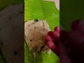 ArthiPrem - 4 மணிக்கு செம பசி மாயவரத்துல சுட சுட பொங்கல் வடை | Taste vera level