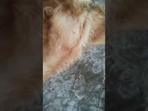 يا ريت لو في حد بيفهم في الكلاب يعرفني الكلبه دي حامل ولا لا 