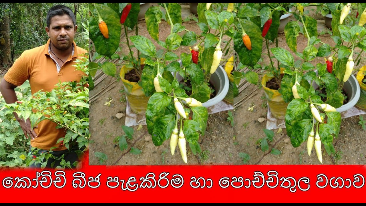 කොච්චි බීජ පැළකිරිම හා පොච්චිතුල වගාව Planting of Kochi seeds and