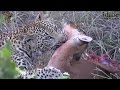 Leap Of Leopards - Mother And Cubs (27): Feeding On An Impala