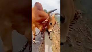 Animals That Couldn’t Escape Their Fate 😱#animalfacts #wildlife #facts