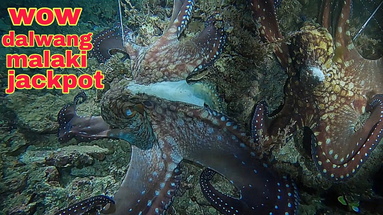 ep608 Dive2 dalwang malaking pugita lumabas sa dating spot jackpot 