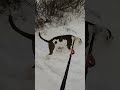 Darcy is tracking something in the snow... #dog #doglife