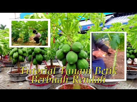 Video: Betik Di Rumah