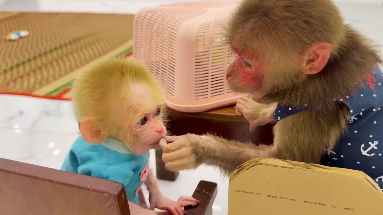 A Sweet New Morning! Monkey Baby Begins the Day with the Cutest Moments Ever 🐒💖