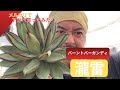 『瀧雷』アジア由来のアガベ、バーントバーガンディ？？