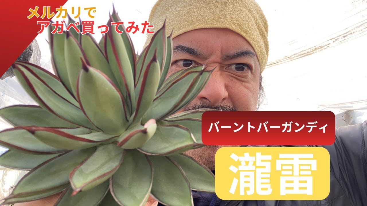『瀧雷』アジア由来のアガベ、バーントバーガンディ？？