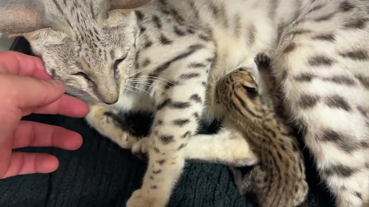 Video 5868731: f3 savannah, f2 savannah, savannah girl, beautiful savannah, baby savannah