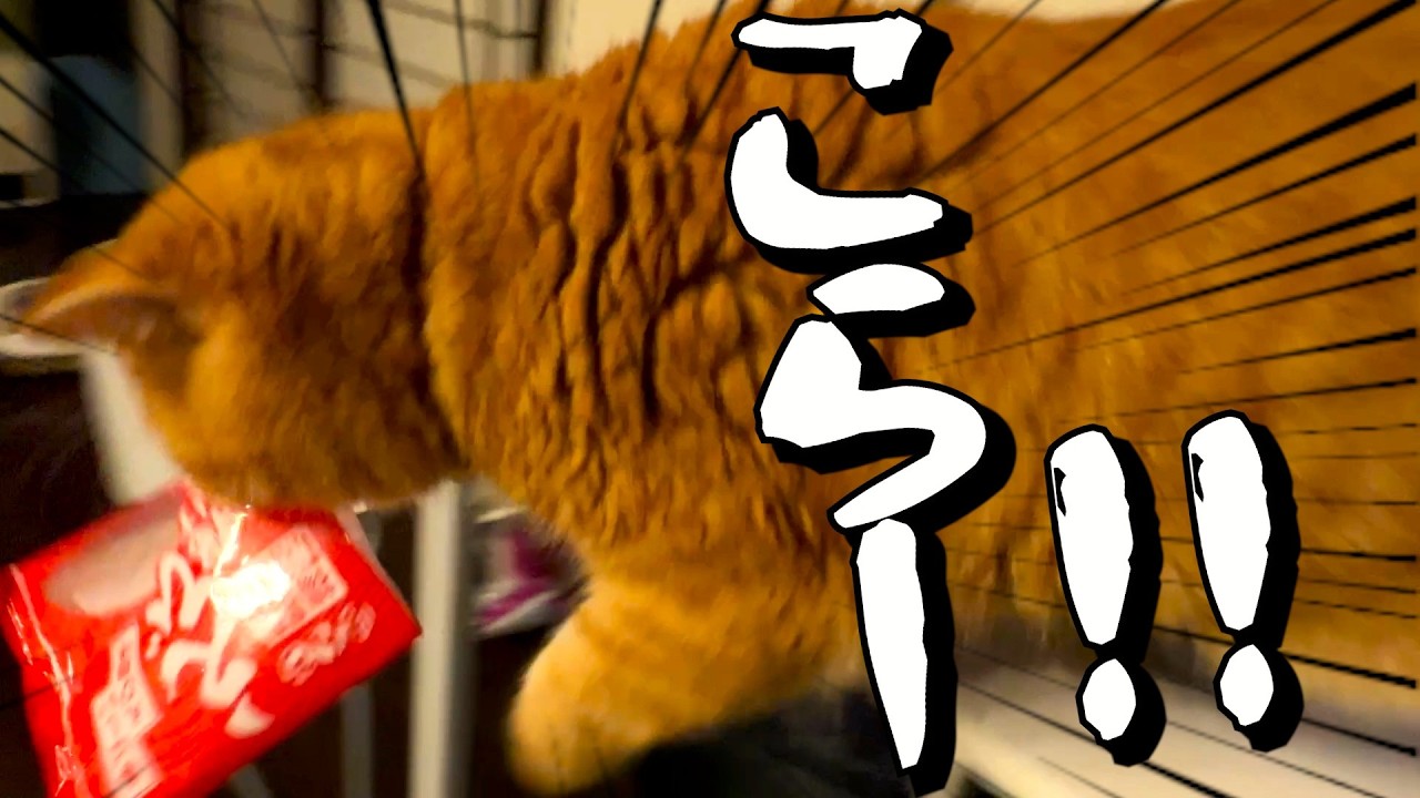 ねこ「返せー!!」