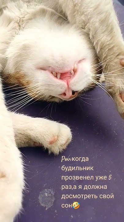КОТ СПИТ. #кот#будильник#сон#прикол#видео#кошка#тренд - YouTube
