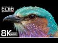 Amazing 8K HDR at 120fps with Relax Music Video - Dolby Vision (4K / 8K TV)