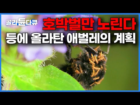 <strong>호박벌</strong> 덮친 애벌레들의 살벌한 생존법｜기생 곤충의 전략｜자연｜#골라듄다큐
