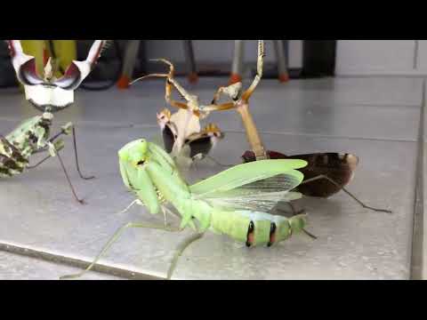 phonk mantis