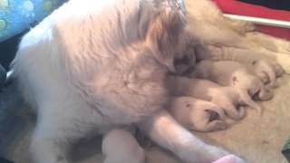 Wild Pepper F-Wurf 4 Tage Alt