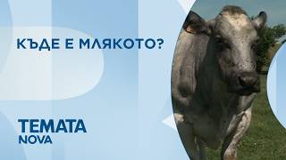 Темата на NOVA | Къде е млякото? | 3 окт. 2026